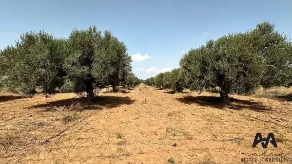 Terrain Agricole de 1500 m² à Tazarka, proche de la plage